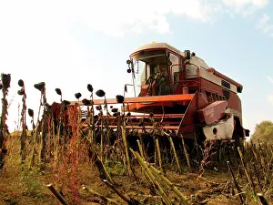 Machinery: Sunflower Seed Harvest