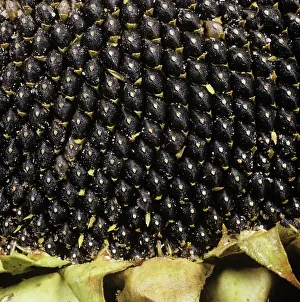 Seedhead: Sunflower seedhead