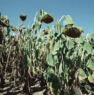 Seeding: Sunflower seedheads