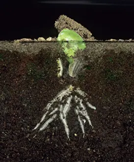 Germinating: Sunflower seedling