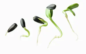 Seedlings: Sunflower seedlings, Helianthus annuus, An arrangement