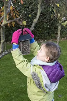 Preparation: Sunflower seeds for bird feed preparation in a garden