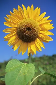 Ripened: SUNFLOWER - Seeds in ripened flower head