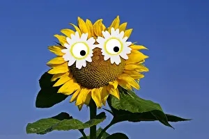Googly: Sunflower, single flower against blue sky with