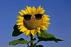 101019: Sunflower, single flower against blue sky with sunglasses