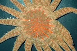Seastars: SUNFLOWER STAR