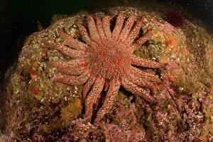 Echinoderms: Sunflower star - Vancouver Island British Columbia Canada Pa