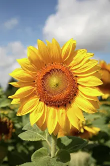 Yuanyue: A sunflower in a sunflower field in Loire