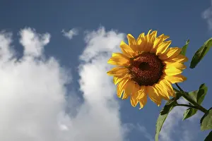 Yuanyue: A sunflower in a sunflower field in Loire