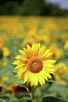 Yuanyue: A sunflower in a sunflower field in Loire