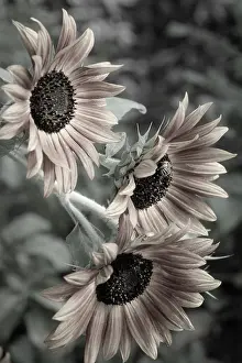New Mexico: Sunflower varieties, New Mexico