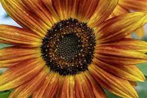 New Mexico: Sunflower varieties, New Mexico