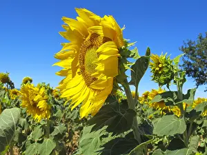 Oleaginous: Sunflower(Helianthus annuus) in bloom, Plateau de