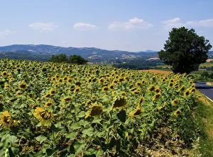 Umbria: Sunflowers