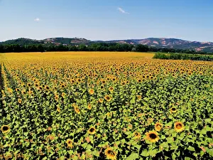 Lazio: Sunflowers