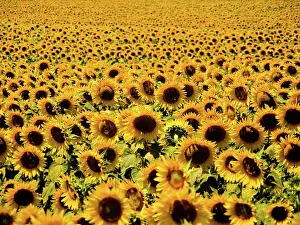 Lazio: Sunflowers