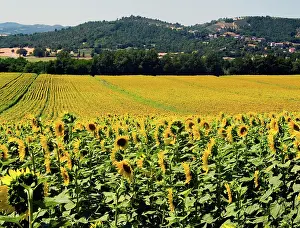 Lazio: Sunflowers