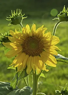 Composite: Sunflowers