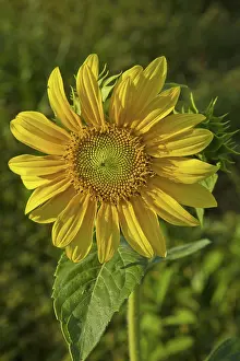 Composite: Sunflowers