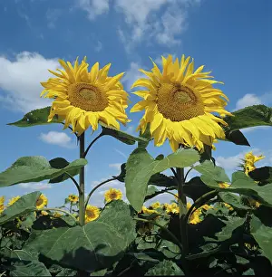 Composite: Sunflowers