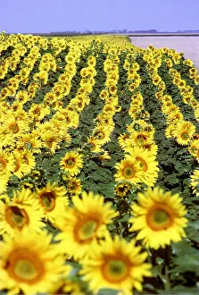 Ardea London: SUNFLOWERS