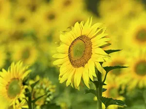 Norfolk: Sunflowers