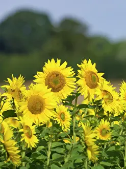 Norfolk: Sunflowers