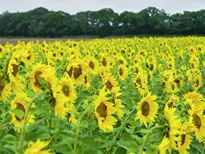 Norfolk: Sunflowers