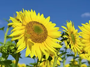 Norfolk: Sunflowers