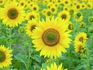 Geoff Du Feu: Sunflowers