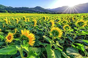 Oleaginous: Sunflowers blooming, Lavours region, Bugey, Ain
