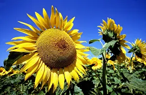 Dominance: SUNFLOWERS - against blue sky