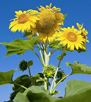 Jerry: Sunflowers and blue sky. Portsmouth, New