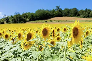 Tuscany: Sunflowers field in Italy. Scenic countryside in