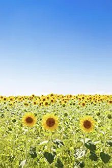 Tuscany: Sunflowers field in Italy. Scenic countryside in