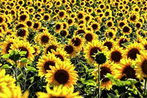 Sunflowers: Sunflowers in a field, Mallnow