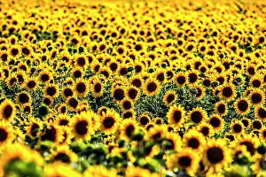 Sunflowers: Sunflowers in a field, Mallnow