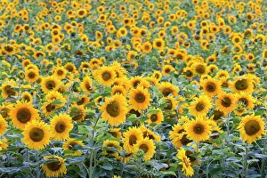 290820: Sunflowers, grown as crop, Hessen, Germany