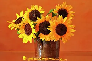Containers: Sunflowers (Helianthus annuus) in a clay pot, Middle