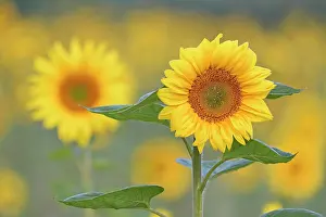 Annuus: Sunflowers (Helianthus annuus) at flowering time