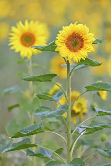 Annuus: Sunflowers (Helianthus annuus) at flowering time
