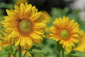 Annuus: Sunflowers (Helianthus annuus), sunflower field