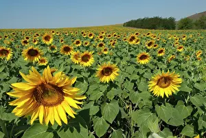 Annuus: Sunflowers (Helianthus annuus), sunflower field