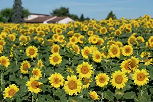 Garonne: Sunflowers - with house in background - Peneleau