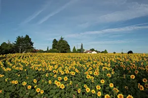 Garonne: Sunflowers - with house in background - Peneleau