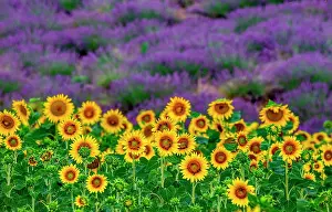 Villages: Sunflowers on a lavender field background. A bea