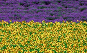 Villages: Sunflowers on a lavender field background. A bea