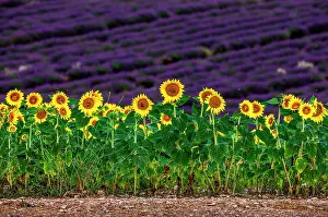 Villages: Sunflowers on a lavender field background. A bea