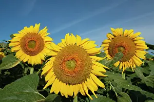 Garonne: Sunflowers - Peneleau, Montignac-de-Lauzun, Lot-et-Garonne