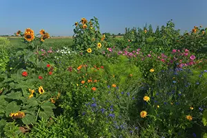Cornflowers: Sunflowers with Royal Mallow (Lavatera trimestris)
